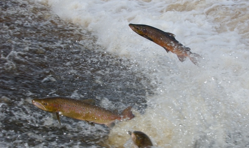 Philiphaugh Salmon Viewing Centre Philiphaugh Salmon Viewing Centre