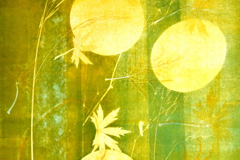 Light in the Garden, Sarah Knox