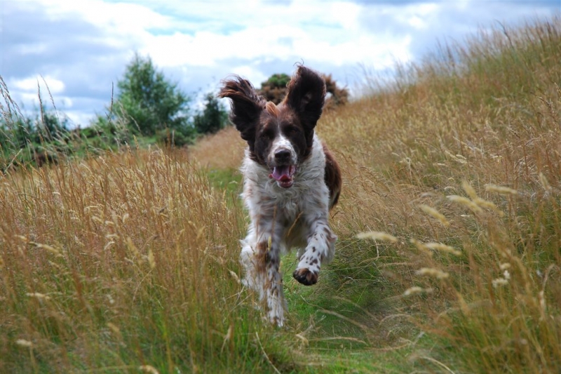 Dog's day out you say? I'm in ...
