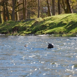 Wild swimming, River Tweed