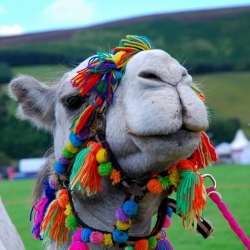 Unusual visitor, Peebles Show