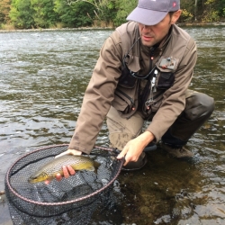 Landing a trout, River Tweed