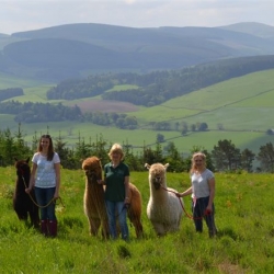 Alpaca trekking in the heart of the Tweed Valley
