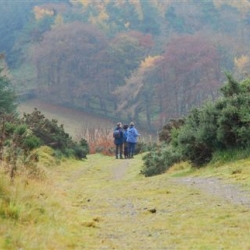 Autumn walk, Tweed Valley