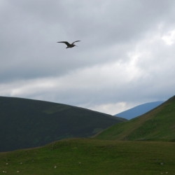Curlew above wild moorland