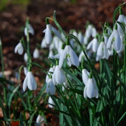 Snowdrops