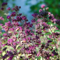 Autumn seed heads