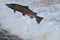 Philiphaugh Salmon Viewing Centre and Waterwheel Café