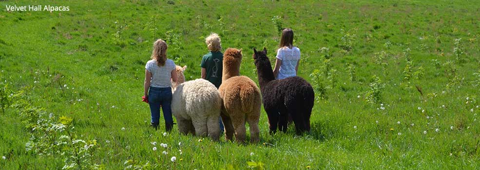 Velvet Hall Alpacas