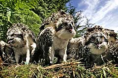 Tweed Valley Ospreys